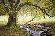 英格兰湖区:格拉斯米尔附近的栗树和小溪