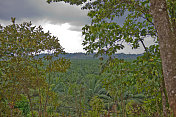 棕榈油种植园，Silencio，哥斯达黎加