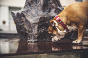 斗牛犬在户外喝雨水的肖像，特写