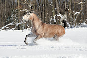马在深粉末雪，森林背景