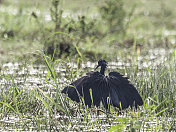 Black Egret / Heron (Egretta ardesiaca) canopy feeding, Botswana