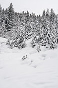 冬季景观与雪和树