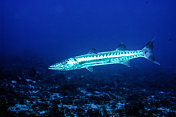 在深蓝色海洋中游动的梭鱼