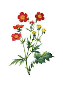 Geum coccineum | Redoute Flower插图