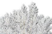 树上霜雪密布，树影斑驳，背景白茫茫