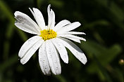 带雨滴的白色雏菊