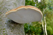 桦树多孔菌真菌