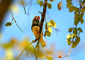 斑胸草雀