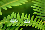 雨滴落在绿蕨叶上