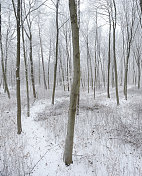 在雪地里穿过光秃秃的山毛榉树的冬季森林的小路