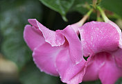 湿粉红玫瑰特写镜头