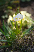 春天雪花花在花园里