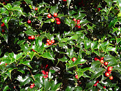 有光泽的绿色欧洲冬青叶子和红色浆果(冬青)