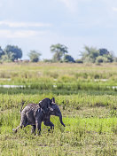 非洲象宝宝奔跑(垂直):Chobe n.p.，博茨瓦纳，非洲南部