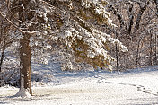 森林和雪地脚印