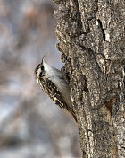科罗拉多州棉白杨树上的一种棕色小爬行鸟