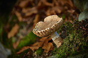 对角形生长在森林中的蘑菇