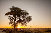 日落时分非洲的骆驼刺树