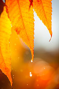 在一场短暂的阵雨中，雨滴从树叶上落下。