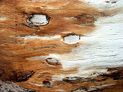 木纹纹理浮木风化木