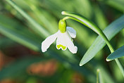 雪花莲