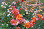 玫瑰花朵Westerland
