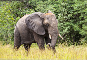 非洲象用鼻子拔长草;Chobe_N.P。、博茨瓦纳