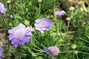 紫色的野花背景