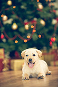 小狗和圣诞节