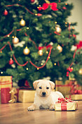 可爱的拉布拉多小狗和圣诞礼物