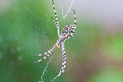 一个大花园蜘蛛在它的网的特写