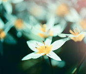 美丽的春天的花朵 美丽的春天的花朵