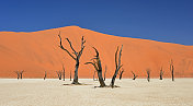 红沙丘，死树，纳米比亚