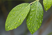 雨后的蓝莓叶子