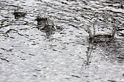 新加坡:雨滴在水坑里溅起水花