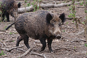 野猪(Sus scrofa)