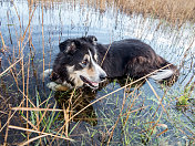 边境牧羊犬躺在池塘里凉快