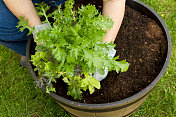 种植一个装满沙拉蔬菜和香草的容器花园