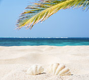 热带海滩和贝壳