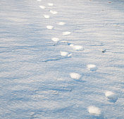 阳光和雪地里的脚印