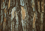 松树皮。抽象的自然背景