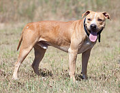 棕色比特斗牛猎犬在户外草地上