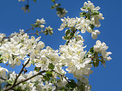 苹果树白花