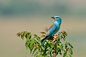 户外欧式辊(coracias garrulus