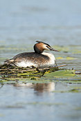 大凤头鸊鷉坐在她的窝里。Podiceps cristatus。