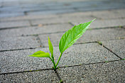 穿透地面生长的植物