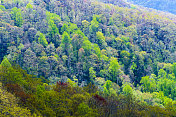 从Cherohala Skyway，田纳西州大烟山的风景