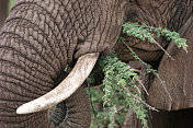 非洲象象牙