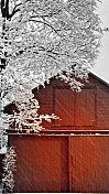 红色乡村谷仓和雪覆盖的树在暴风雪期间