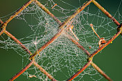 格子篱笆上有蜘蛛网